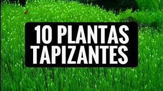 10 PLANTAS TAPIZANTES PARA EL ACUARIO DE AGUA DULCE [upl. by Mariska628]