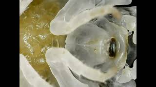 Porcellio Scaber Dairy Cow Marsupium Brood Pouch Closeup [upl. by Atiuqaj839]