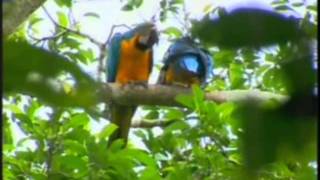 Globo Natureza  O Rio Amazonas  Nascente e Foz  Travelling by Amazon River [upl. by Suhcnip835]