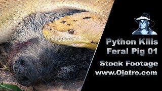 Python Kills Wild Boar 01 Stock Footage [upl. by Ahsemat]