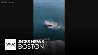 Great white shark swims right up to boat off Scituate [upl. by Smail]