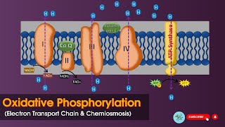 Oxidative phosphorylation  Electron transport chain ETC  Chemiosmsis  Biochemistry [upl. by Nalid]