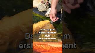 Ein Gartenteich mit 100cm großen Koi Karpfen garten koiteich teichundgarten4you [upl. by Ashien]