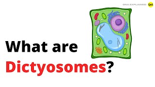 What are Dictyosomes  QnA Explained [upl. by Ellehcar]