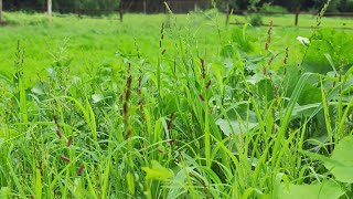 Grasses are crucial to our ecosystem economy and food security [upl. by Llevrac]