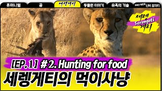 Hunting for food  Wildlife in Serengeti EP01 02 세렝게티의 약육강식 먹이사냥 [upl. by Arehsat]