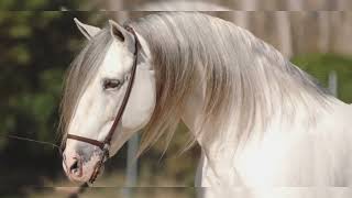 Beautiful PRE Andalusian Horses [upl. by Yeldar]