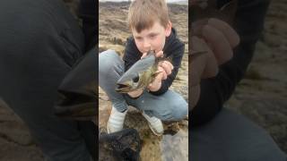 HUGE POLLOCK fishing seacreaturess fish shortvideo shorts nature wildlife sealife [upl. by Rhiana]