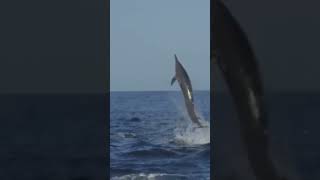 🌊Guardianes del Mar La Vida Secreta de los Delfines🐬 animalesmaravillosos animales animals [upl. by Kennett949]