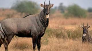 Nilgai Facts Interesting Facts about Nilgai Facts about Nilgai [upl. by Grieve]