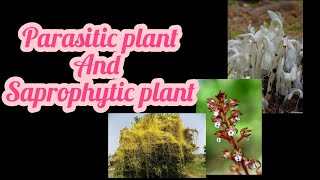 Nutrition in plant part2 Parasitic and saprophytic plants [upl. by Gnuy]