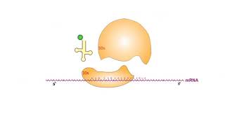 Protein Synthesis Inhibitors antibiotics animation video [upl. by Woodcock]