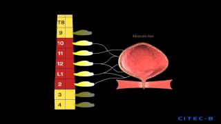 La micción 2  Inervación del tracto urinario inferior [upl. by Fanchet]