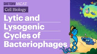 Lytic amp Lysogenic Cycles Bacteriophages Explained Full Lesson  Sketchy MCAT [upl. by Ahsiya]