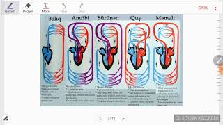Bölmə4 Qan damar sistemi 8ci sinif [upl. by Annaiv]