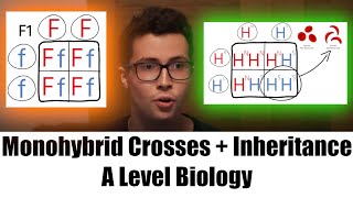 Monohybrid Cross Explained [upl. by Atinniuq]