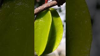 Starfruit tree aka pokok belimbing garden fruit [upl. by Refinne]