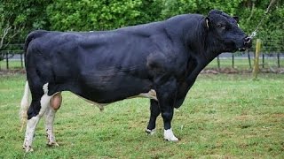 HolsteinFriesian bulls [upl. by Aleksandr]