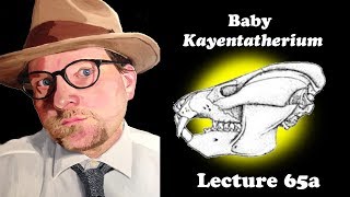 Lecture 65a Baby Kayentatherium [upl. by Zeta]