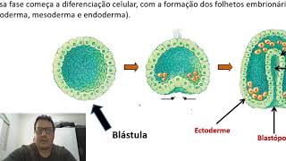 Embriologia  gastrulação neurulação e organogênese [upl. by Anih859]