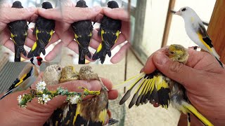 Esempio di una voliera per i Cardellini  Coppia di pezzati 🕊️🦅🕊️ [upl. by Particia]