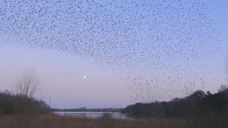 Starling Murmurations Cheshire UK [upl. by Lime]