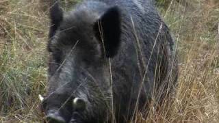 Fieldsports Britain  Hunting British wild boar  woodcock bonanza  Quex Museum  episode 13 [upl. by Neryt]