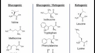 Essential amino acids mnemonic song  very short [upl. by Hobie494]