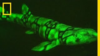 Neon Sharks Caught on Camera  National Geographic [upl. by Harias]