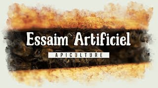 Comment faire un essaim dabeilles artificiel facilement  apiculture le TUTO [upl. by Mackler]