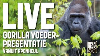 Live gorillavoedering in Apenheul [upl. by Nuri431]