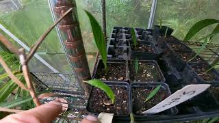 Palm seedling Update Livistona chinensis Sabal etonia amp Sabal palmetto [upl. by Gerry]