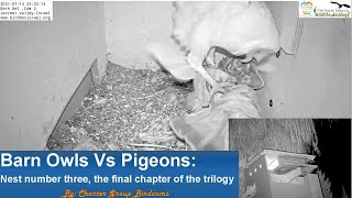 WILD Barn Owls Vs Pigeons Nest number three the final chapter of the trilogy [upl. by Thurmann689]