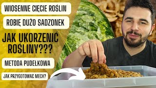 Jak ukorzeniać rośliny 🌿 Zróbmy razem sadzonki 😊 METODA PUDEŁKOWA [upl. by Mali]