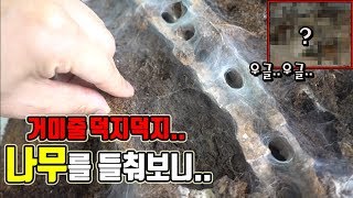 거미굴이 수십개나무를 들춰봤더니우글우글와정브르 Monocentropus balfouri breeding [upl. by Ag738]