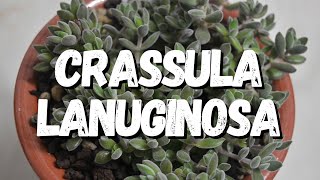 Crassula Lanuginosa Um Guia Desta Suculenta [upl. by Hsemin]