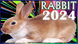 ✪ Rabbit Horoscope 2024 ✦ Born 2023 2011 1999 1987 1975 1963 1951 1939 [upl. by Nniw]