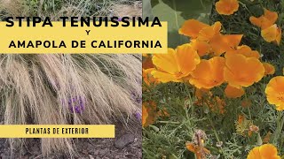 STIPA TENUISSIMA ¡Aprende a podarla 🌼✂️ y todo sobre las Amapolas de California 🏵️ Jardinatis [upl. by Eirrol274]