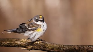 Yellowrumped Warbler Call Sound footage Ultra HD [upl. by Slemmer]