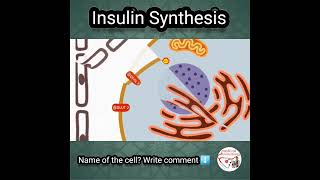 💦 INSULIN SYNTHESIS [upl. by Tifanie]