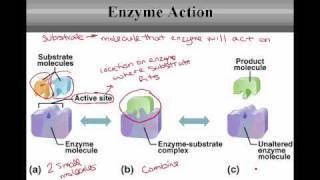 Control of Metabolic Reactions [upl. by Aicinat]