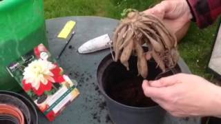 How to start Dahlia tubers [upl. by Seni]