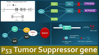 p53 Tumor suppressor and its functions  Role of p53 in various regulatory pathways explained [upl. by Eatnoid462]