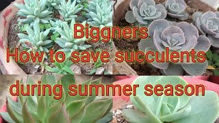 How to save succulents plant summer season santali vlogs gardening plants [upl. by Hoeg903]