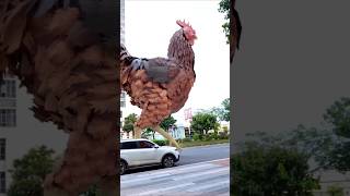 Shahar mein itna bada murga a Gaya 🐓😂 comedy shorts shortsfeed shortvideo shortsviral [upl. by Irving]