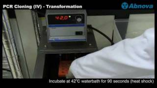 PCR Cloning IV  Transformation [upl. by Ihab]