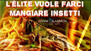 ADAM KADMON ®  LELITE VUOLE FARCI MANGIARE INSETTI  © 2023  VIDEO INEDITO NUOVA SERIE [upl. by Ihcas]