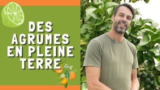 ILS CULTIVENT DES AGRUMES EN PLEINE TERRE ET RESISTANT AU FROID [upl. by Earleen463]