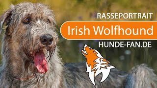 ► Irish Wolfhound 2019 Rasse Aussehen amp Charakter [upl. by Odranar651]