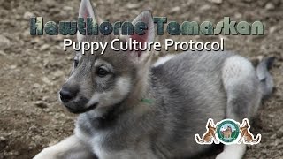 Hawthorne Tamaskan Puppy Culture Protocol [upl. by Eendys]